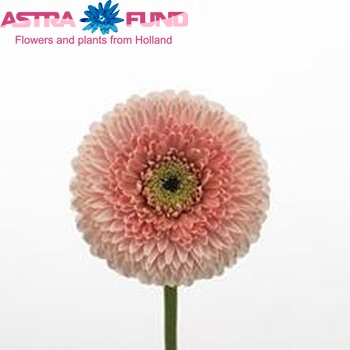Gerbera Pomponi Belfi fotografie