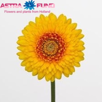 Gerbera Pomponi Looney fotografie