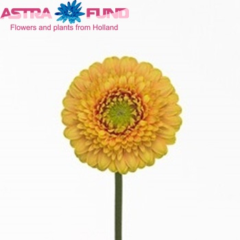 Gerbera Pomponi Sponge Bob fotografie