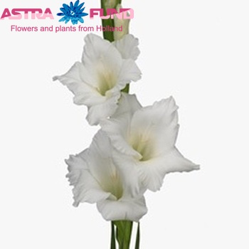 Gladiolus  'Amsterdam' photo
