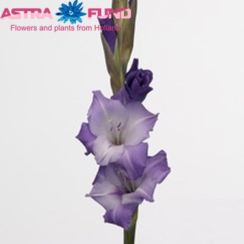 Gladiolus  'Blue Mountain' photo