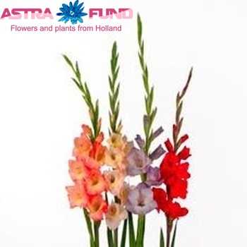 Gladiolus  gemengd photo