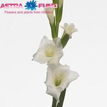 Gladiolus  'Grand Prix' photo