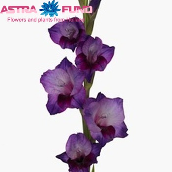 Gladiolus  'Grande Passion' foto