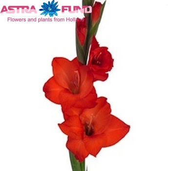 Gladiolus  'Mascagni' Foto