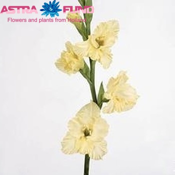 Gladiolus  'Morning Gold' Foto