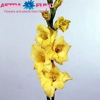 Gladiolus  'Nova Lux' Foto