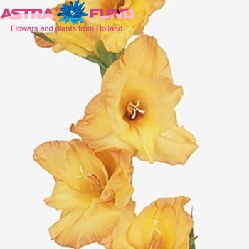 Gladiolus  'Ovatie' Foto