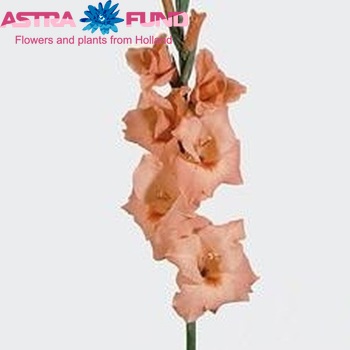 Gladiolus  'Peter Pears' fotografie