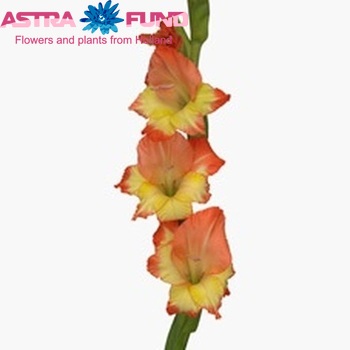 Gladiolus  'Pr Mar Rose' fotografie