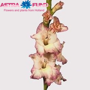 Gladiolus  'Priscilla' fotografie