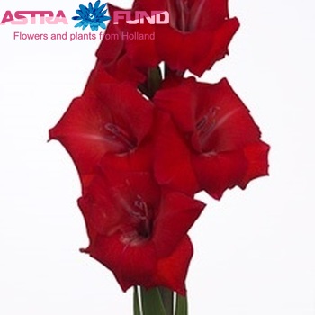 Gladiolus  'Roma' fotografie