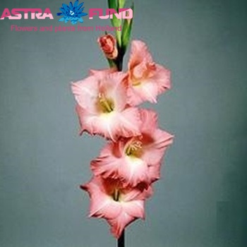 Gladiolus  'Rose Supreme' fotografie