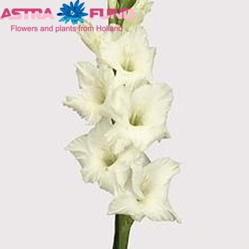 Gladiolus  'Sophie' fotografie