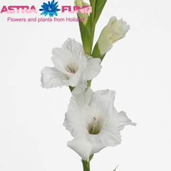 Gladiolus  'White Prosperity' fotografie