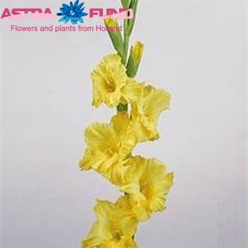 Gladiolus 'Charisma' photo