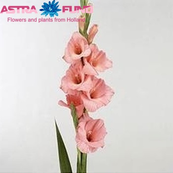 Gladiolus 'Fortarosa' photo