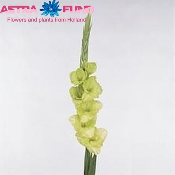 Gladiolus 'Green Star' foto