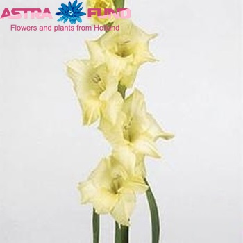 Gladiolus grootbloemig 'Adagio' foto