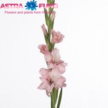 Gladiolus grootbloemig 'Adrenalin' Foto