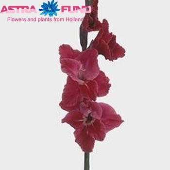 Gladiolus grootbloemig 'After Shock' Foto