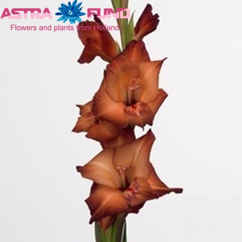 Gladiolus grootbloemig 'Antica' Foto