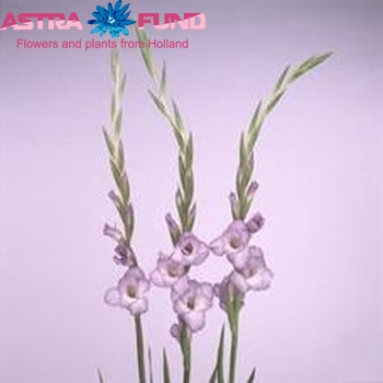 Gladiolus grootbloemig 'Ballino' Foto