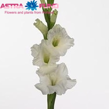 Gladiolus grootbloemig 'Bangladesh' Foto