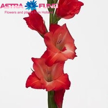 Gladiolus grootbloemig 'Belladonna' Foto