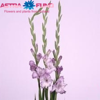 Gladiolus grootbloemig 'Blue Frost' Foto