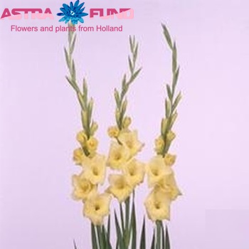 Gladiolus grootbloemig 'Breedsville' foto