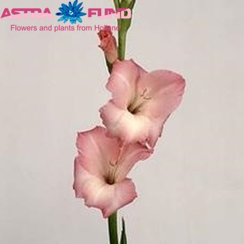 Gladiolus grootbloemig 'Canberra' foto