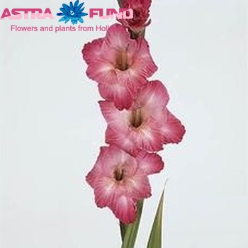 Gladiolus grootbloemig 'Cantate' foto
