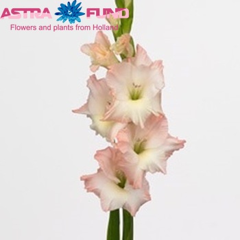 Gladiolus grootbloemig 'Careless' foto