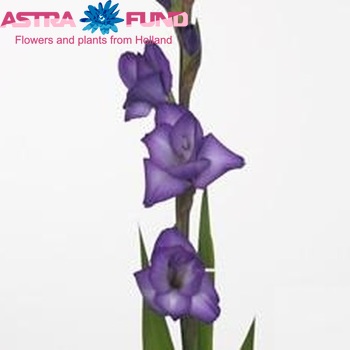 Gladiolus grootbloemig 'Chemistry' foto