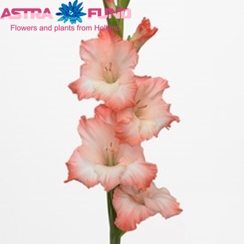 Gladiolus grootbloemig 'Cheops' foto