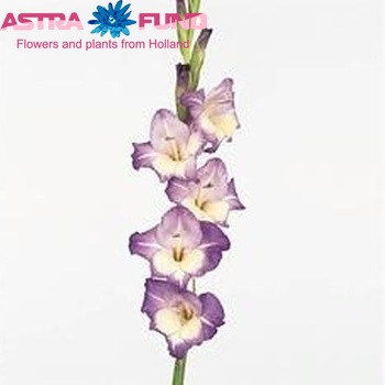 Gladiolus grootbloemig 'Di Paola' фото