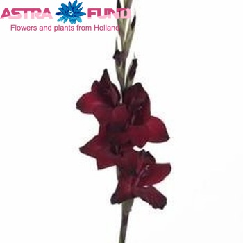 Gladiolus grootbloemig 'Espresso' фото