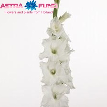 Gladiolus grootbloemig 'Essential' фото