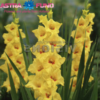 Gladiolus grootbloemig 'Golden Game' Foto
