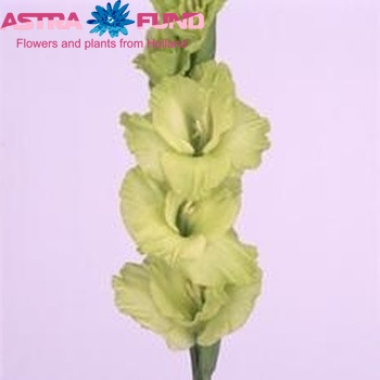 Gladiolus grootbloemig 'Greenery' foto