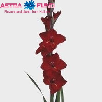 Gladiolus grootbloemig 'Internet' foto