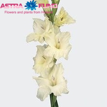 Gladiolus grootbloemig 'Ivory Priscilla' photo