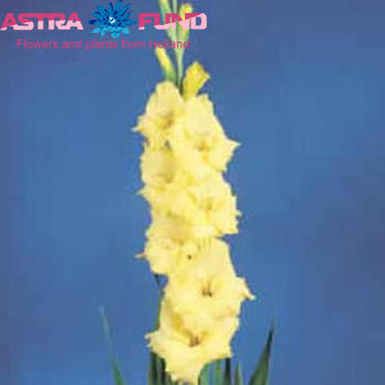 Gladiolus grootbloemig 'Jacksonville Gold' photo