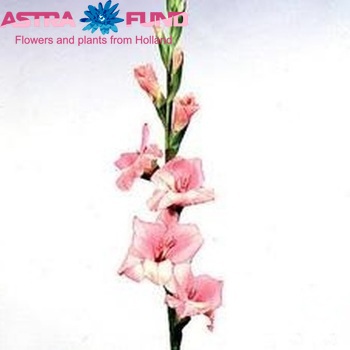 Gladiolus grootbloemig 'Jessica' photo