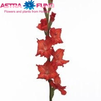 Gladiolus grootbloemig 'Laser' photo