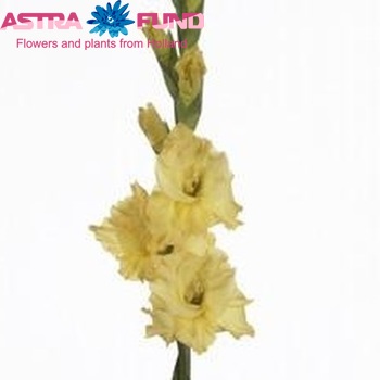 Gladiolus grootbloemig Lemon Drop photo