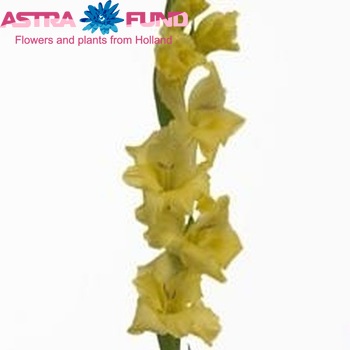 Gladiolus grootbloemig 'Limoncello' photo