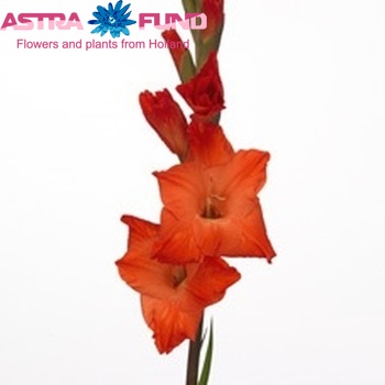 Gladiolus grootbloemig 'Live Oak' foto