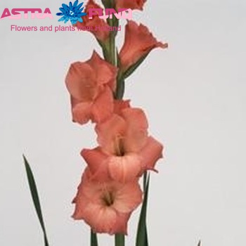 Gladiolus grootbloemig 'Lucifer' foto
